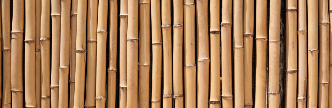 bamboo